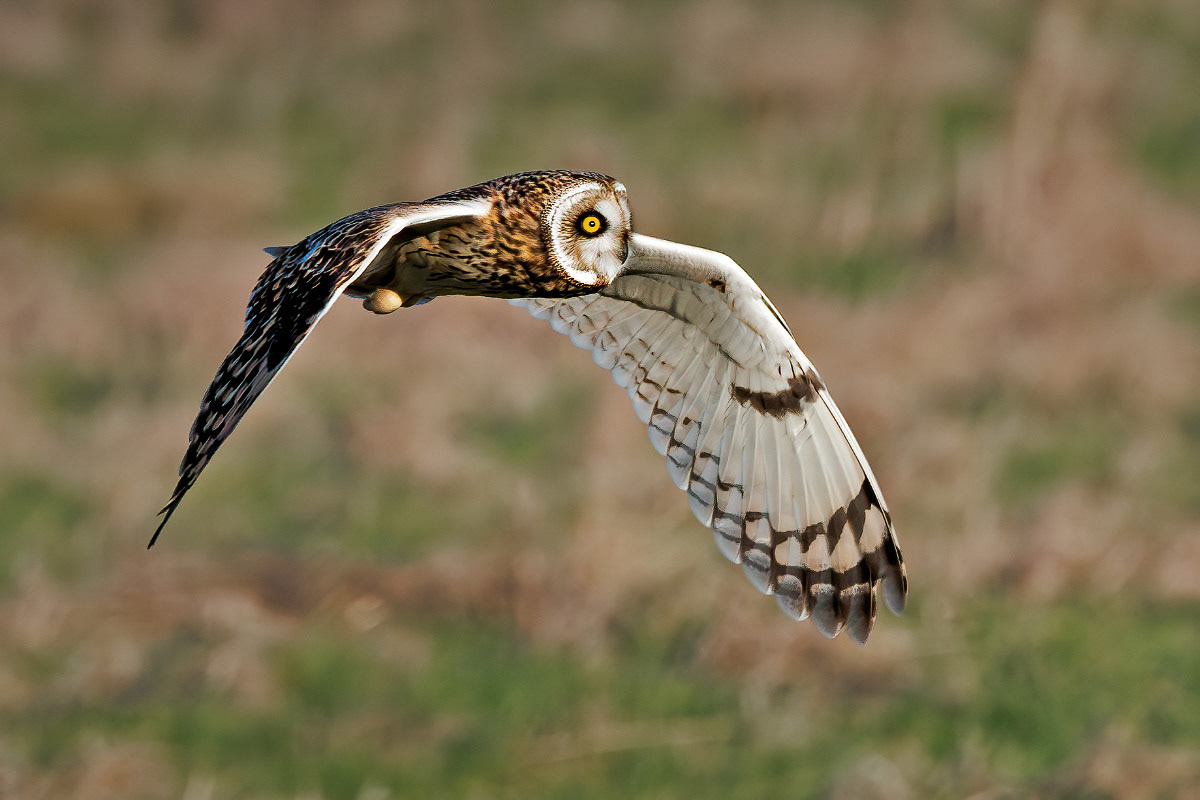 Short-eared Owl