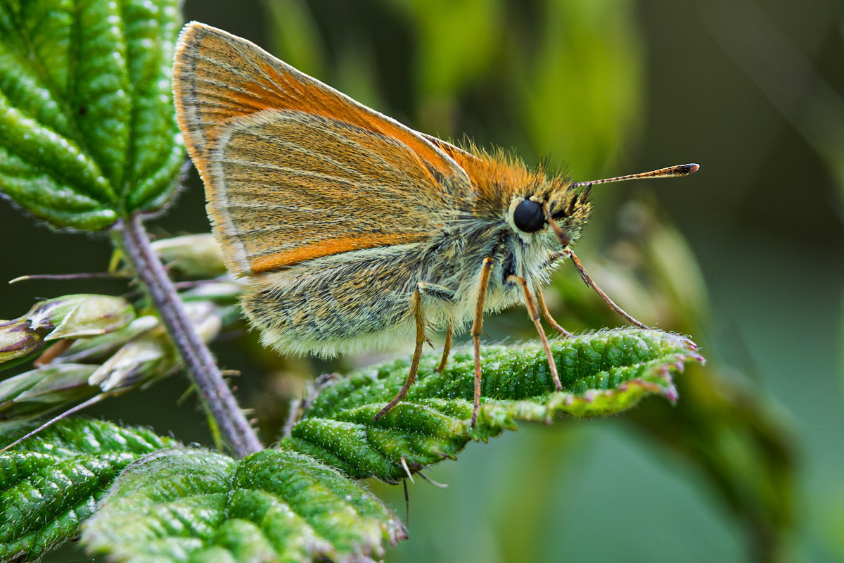 Small Skipper