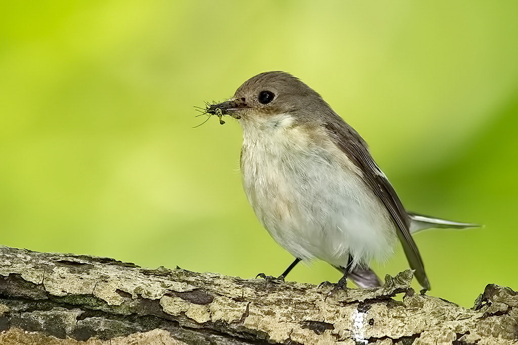 Female Pied Flycatcher