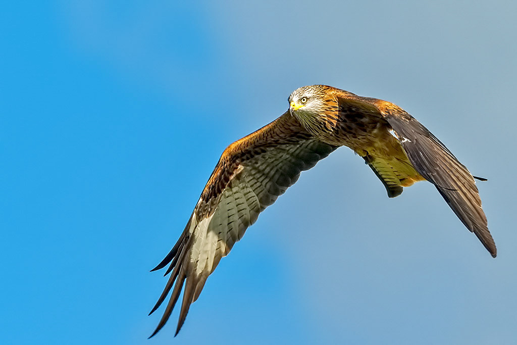 Red Kite