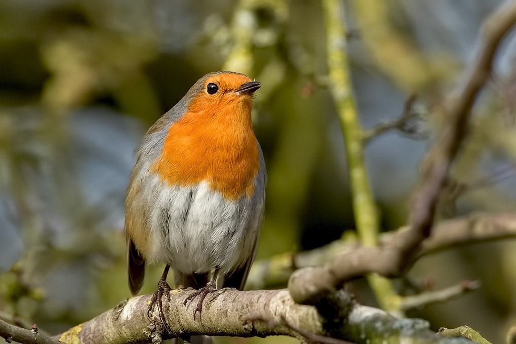 Robin