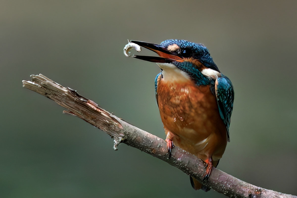 Kingfisher