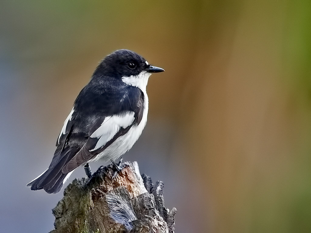 Male Pied Flycatcher