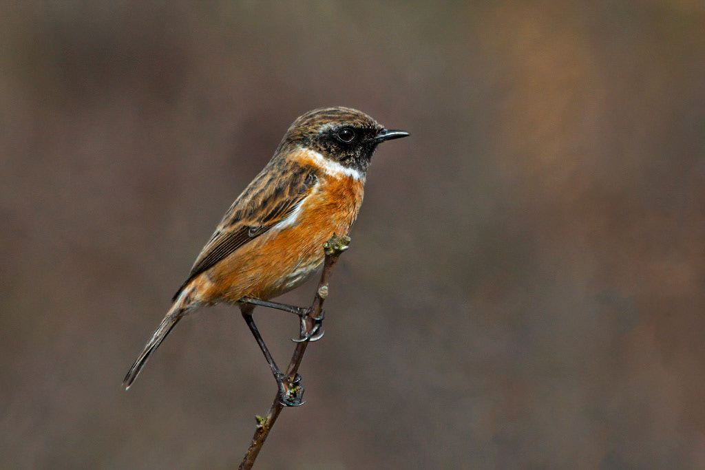Stonechat