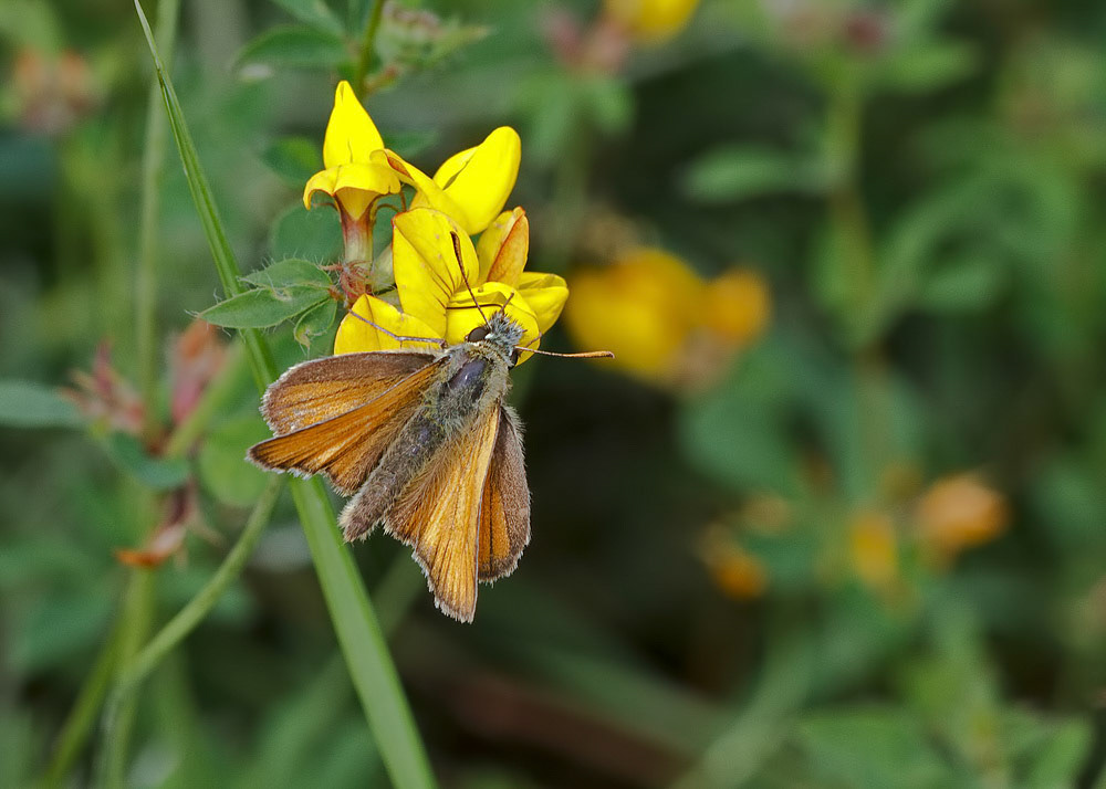 Small Skipper