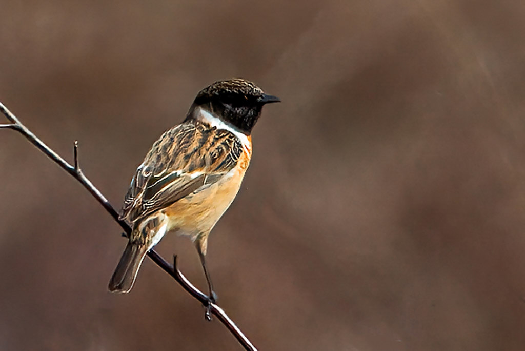 Stonechat
