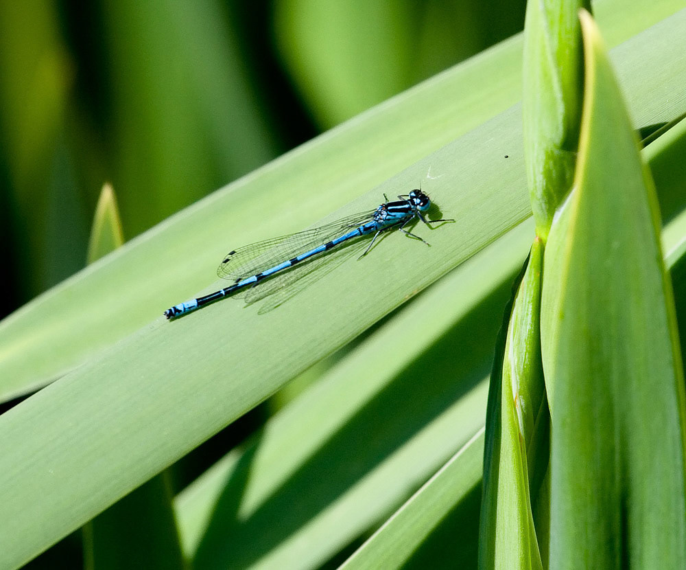 Azure Damselfly