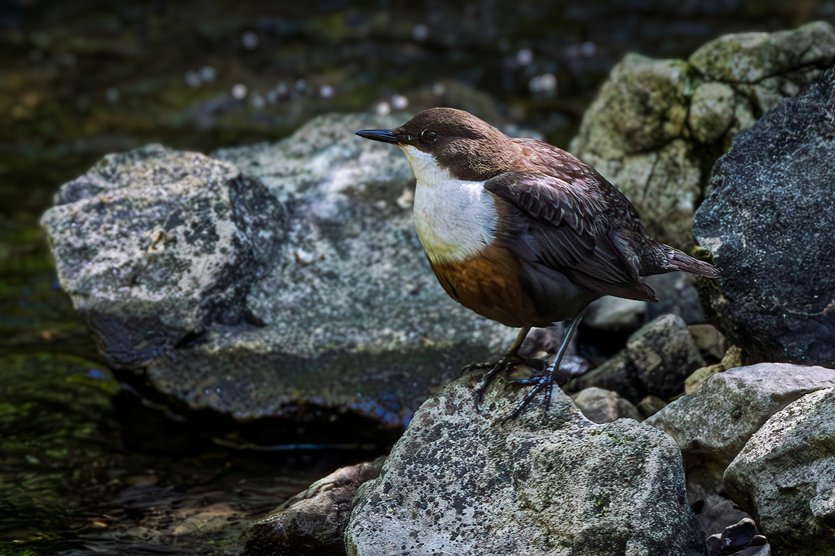 Dipper