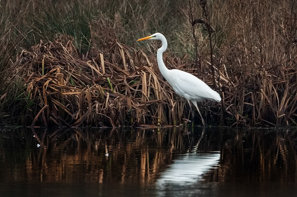 Great White Egret
