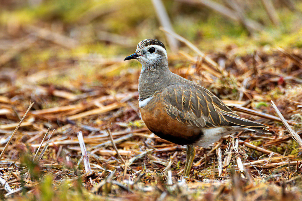 Dotterel