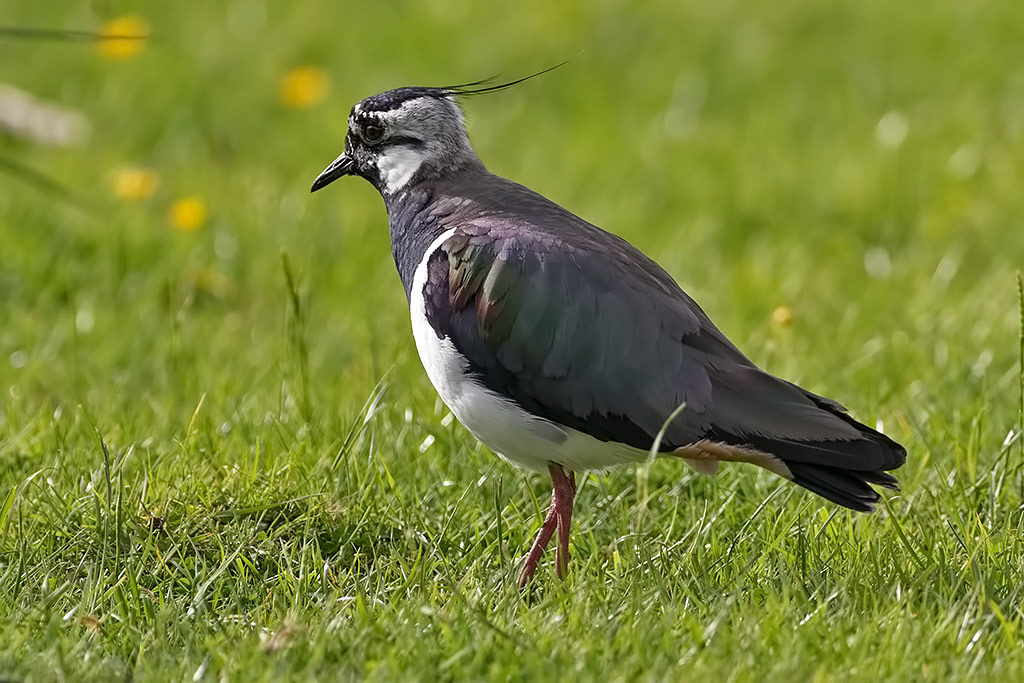 Lapwing