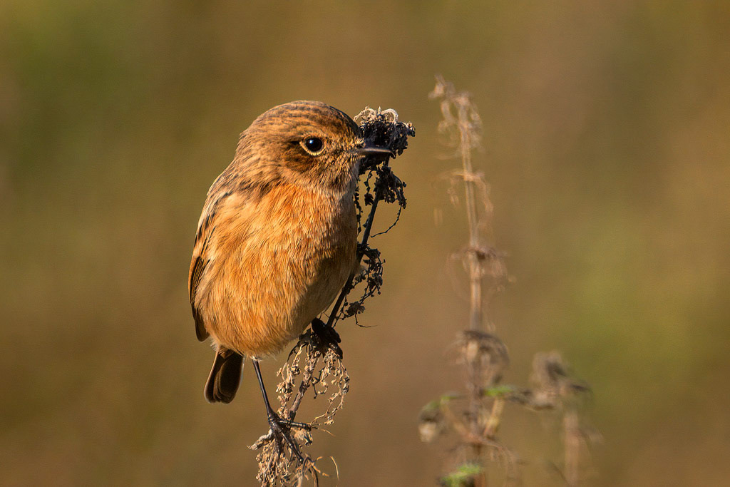 Stonechat