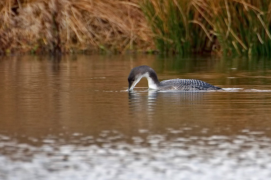Great Northern Diver