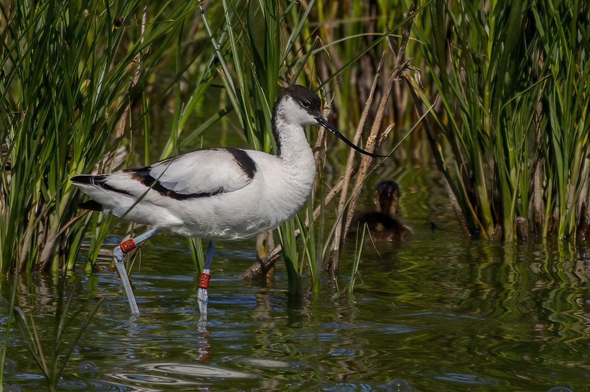 Avocet