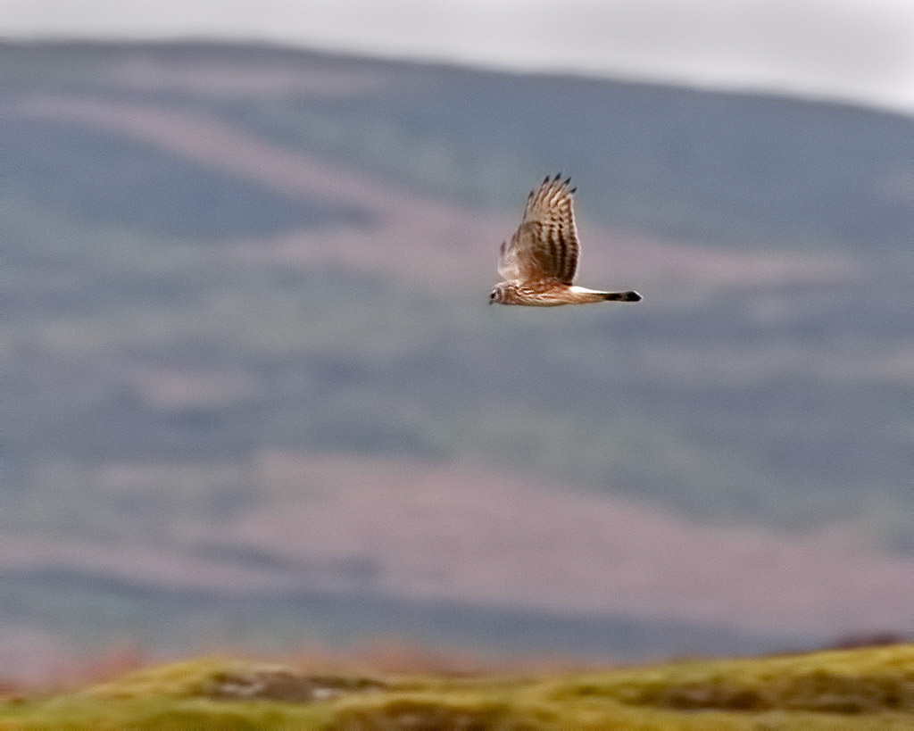 Hen Harrier