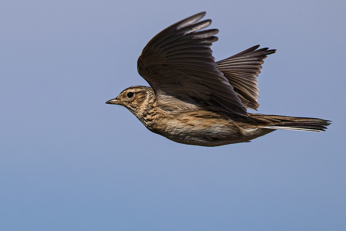 Skylark