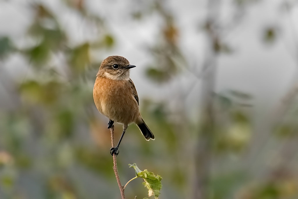Stonechat
