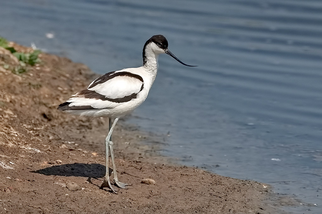 Avocet
