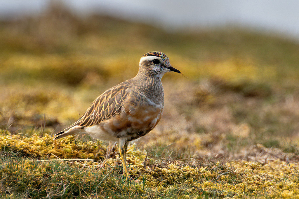 Dotterel
