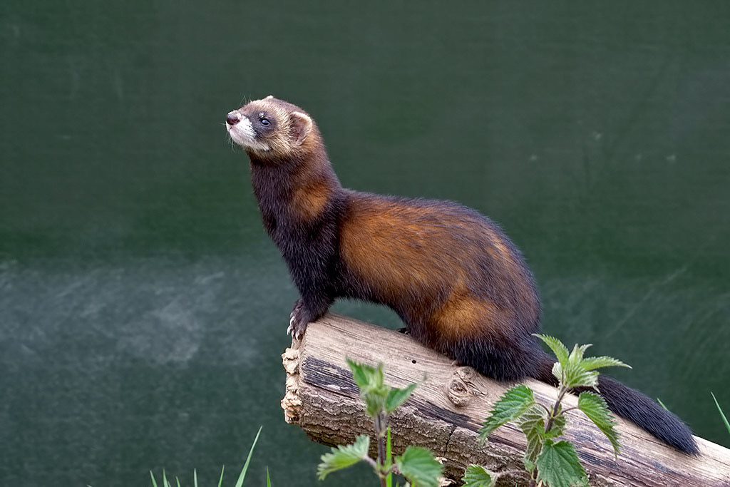 Polecat