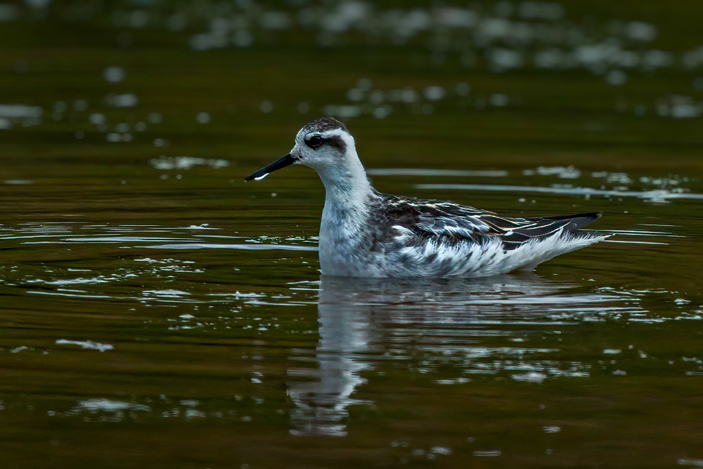 Red-necked Phalarope