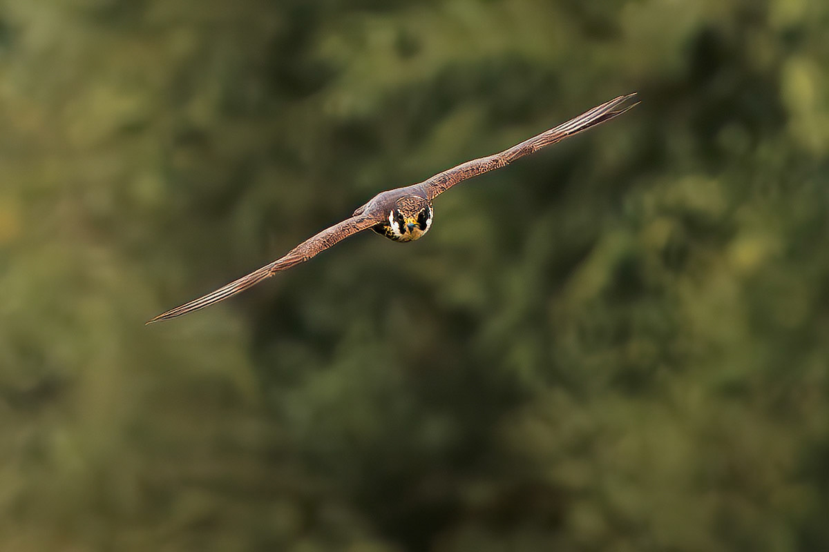 Hobby