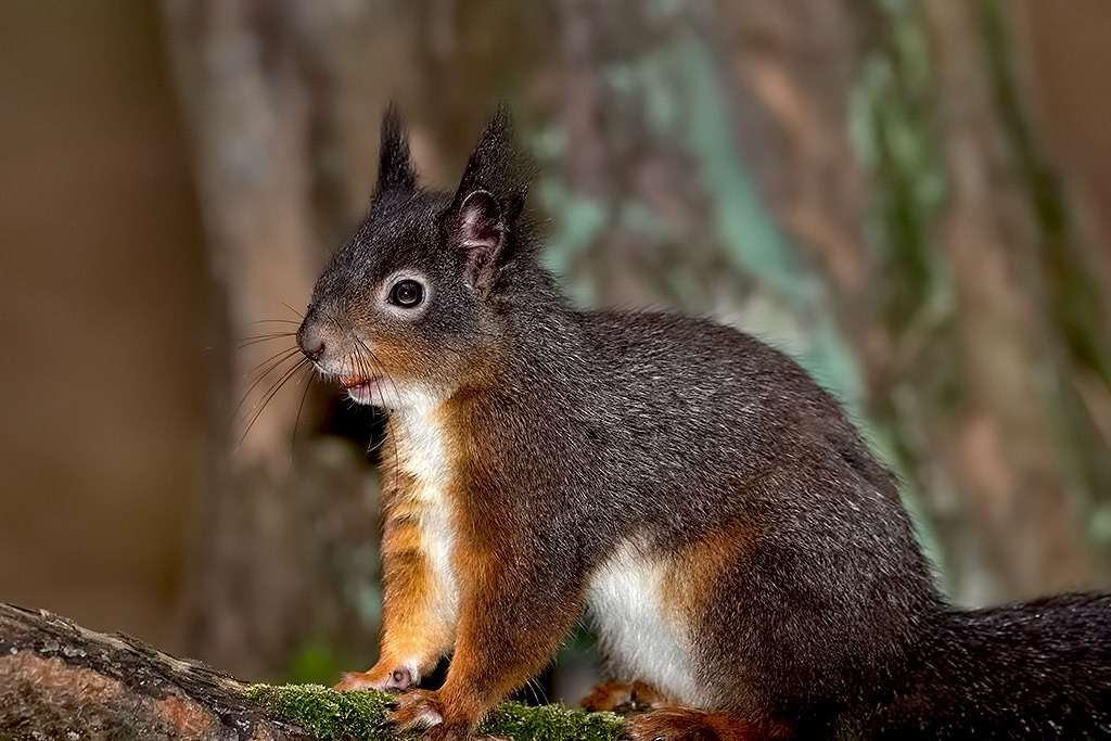 Red Squirrel