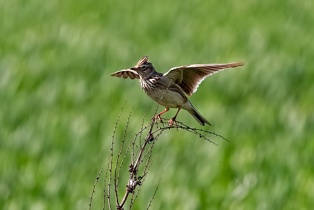 Skylark