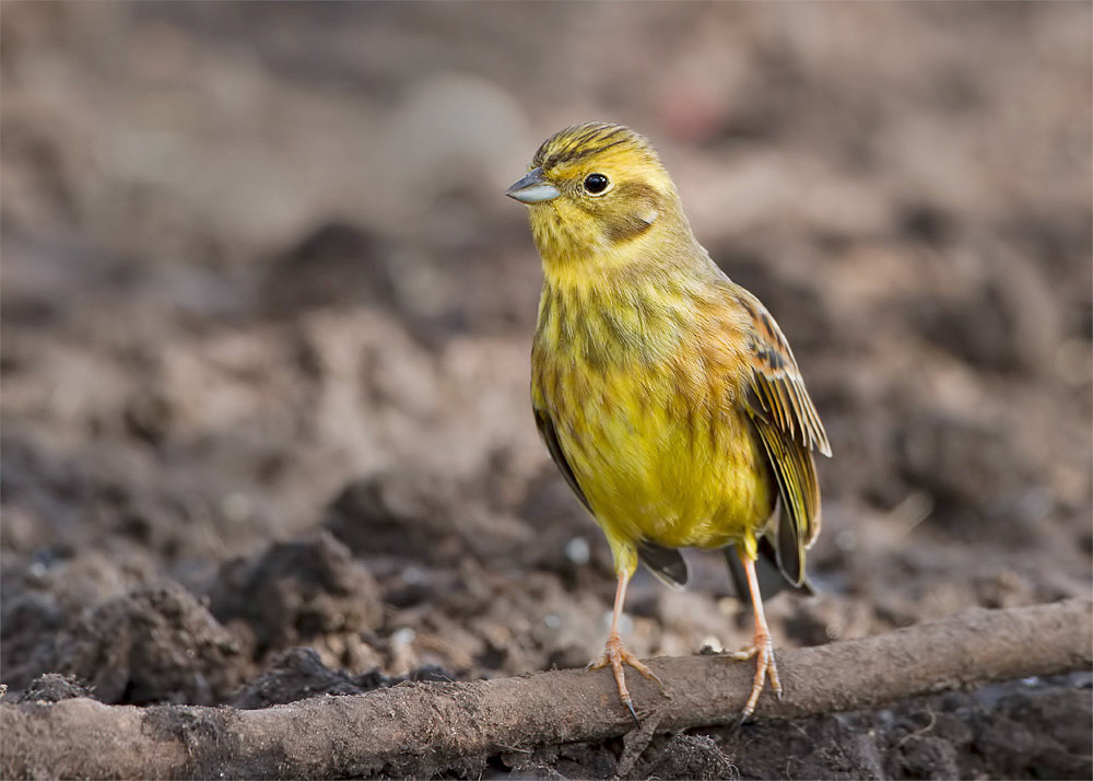 Yellowhammer