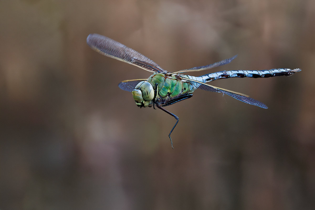 Emperor Dragonfly