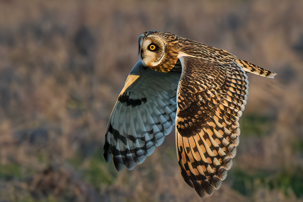 Short-eared Owl