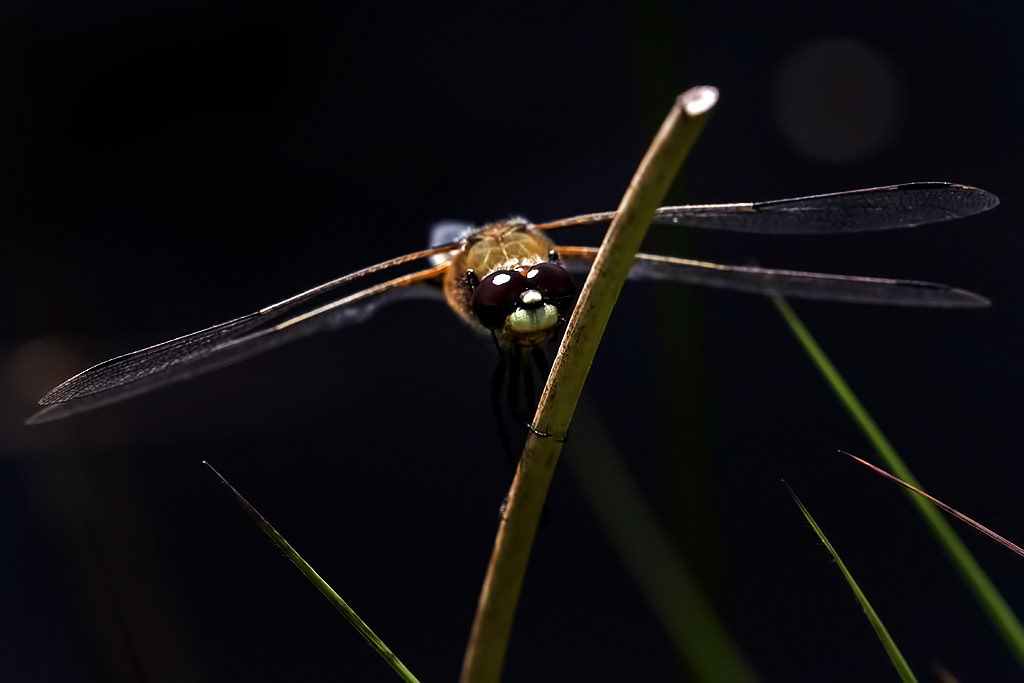 Four-spotted Chaser
