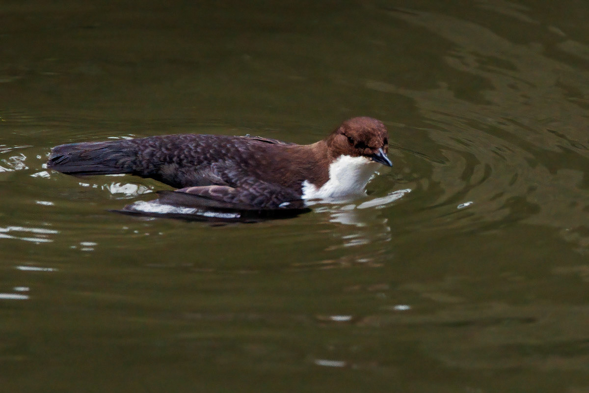 White-throated Dipper