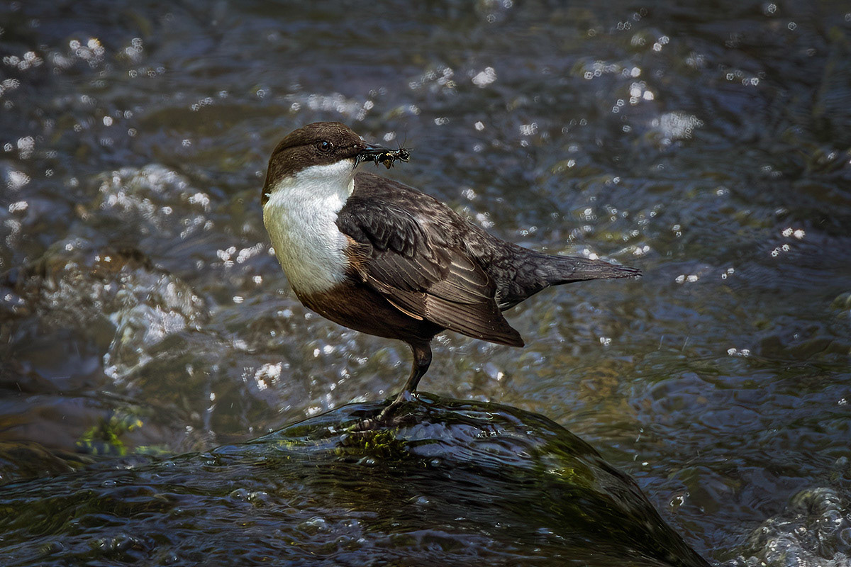 Dipper