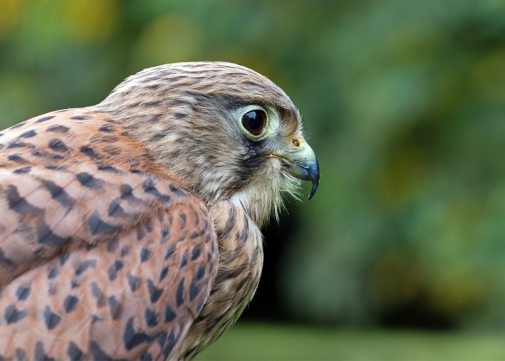 Kestrel