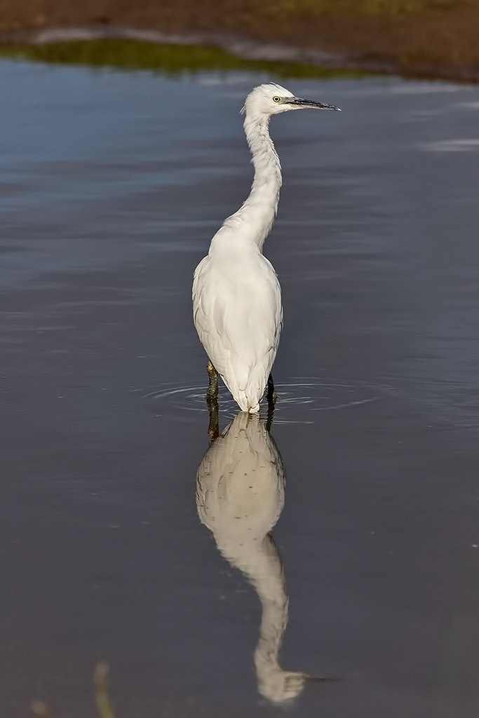 Little Egret