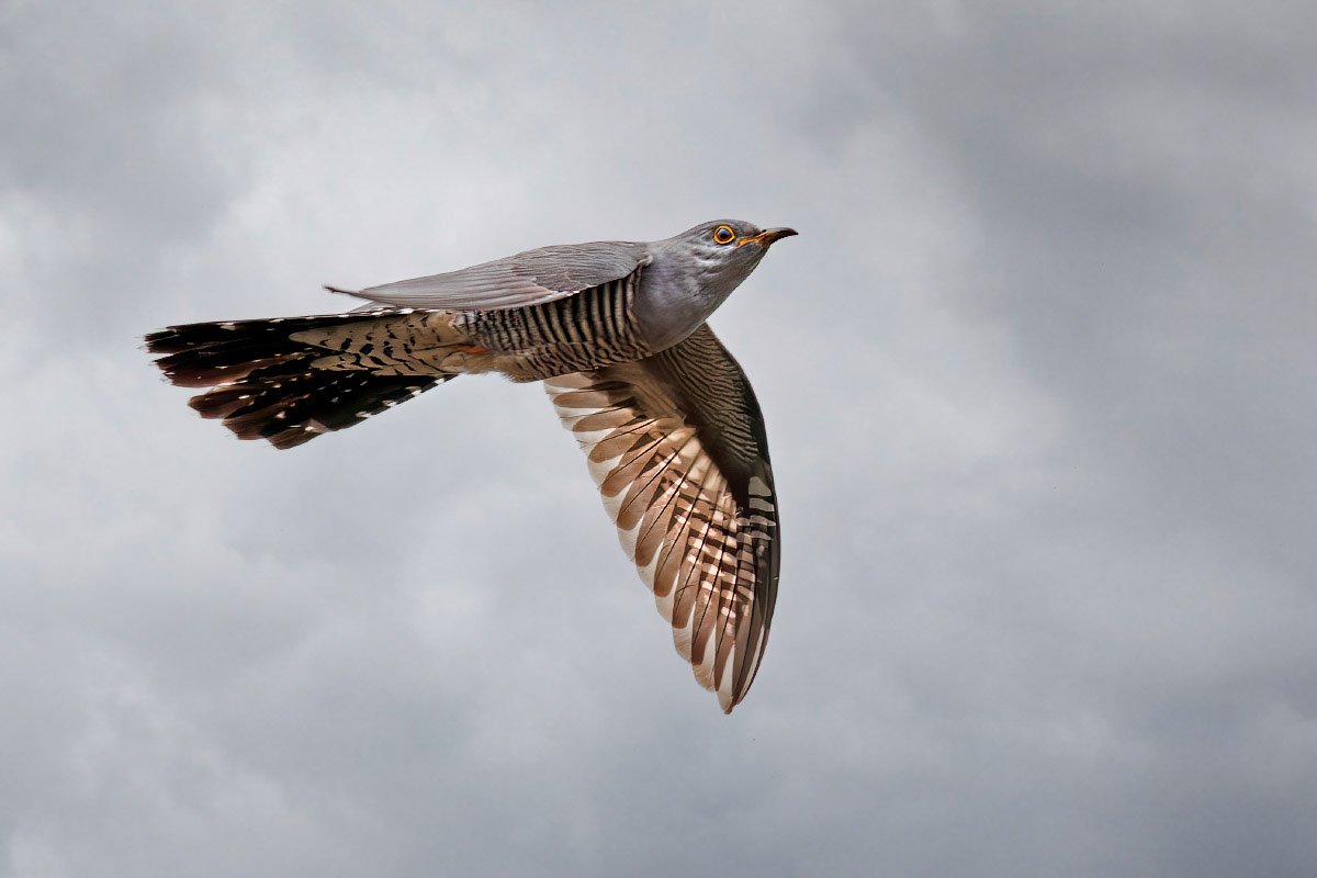 Cuckoo