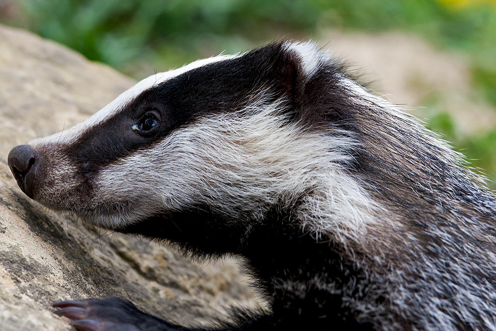 Badger