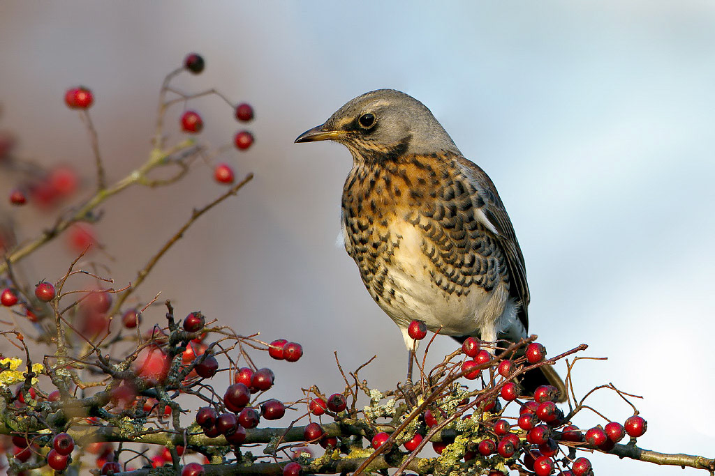 Fieldfare