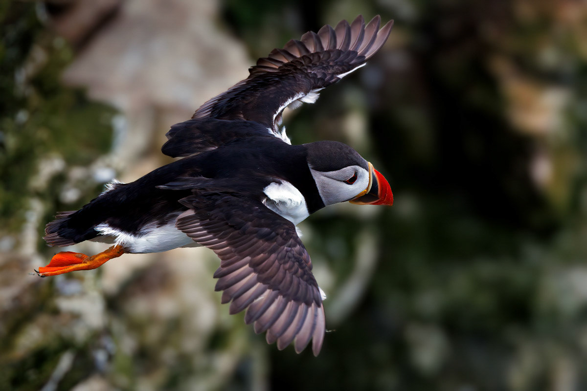 Puffin