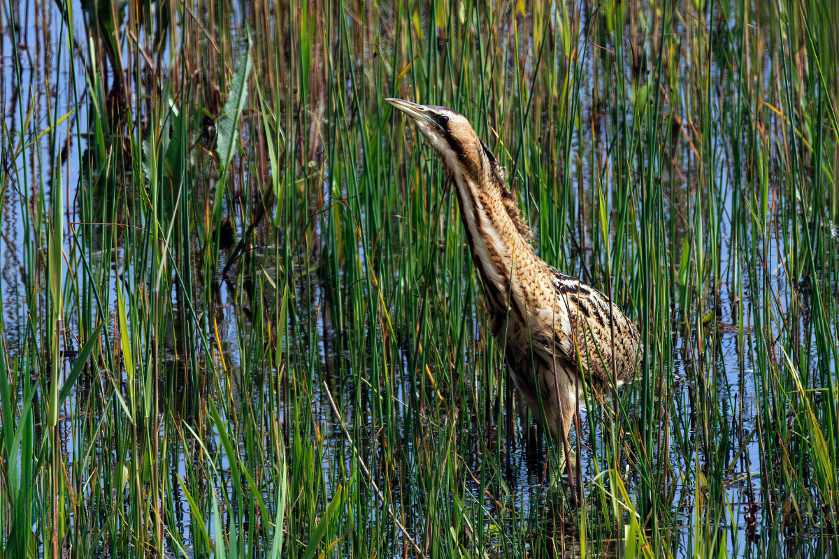 Bittern