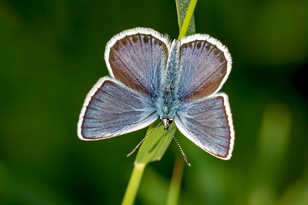 Silver-studded Blue