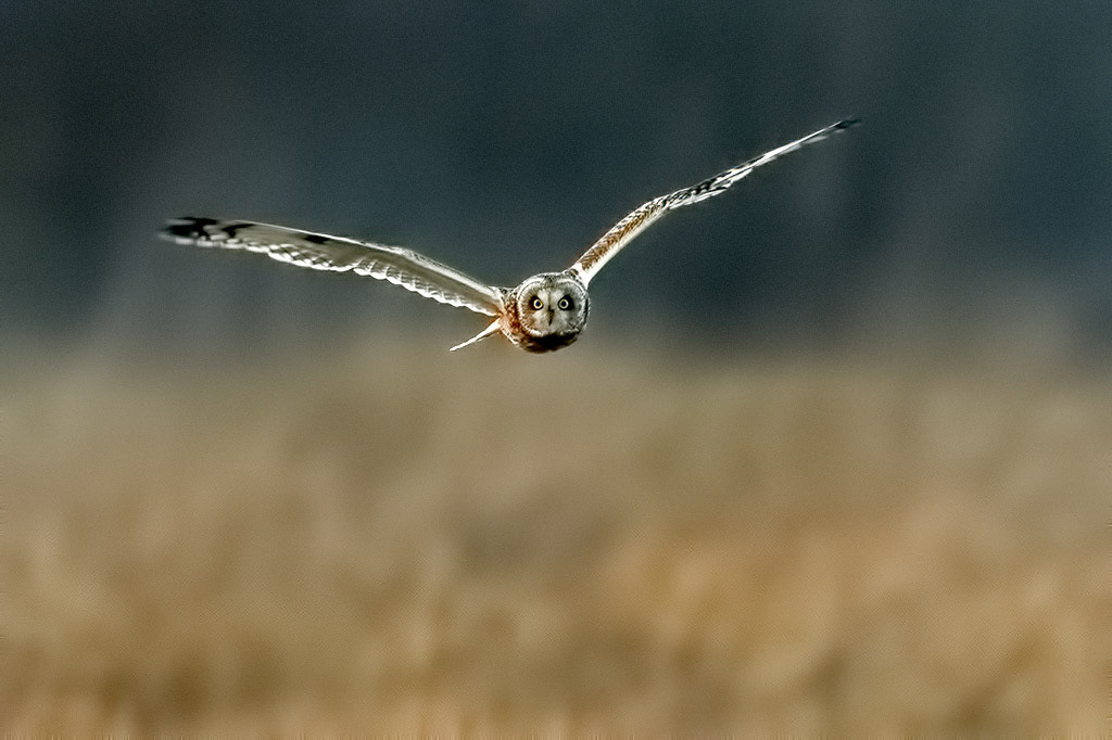 Short-eared Owl