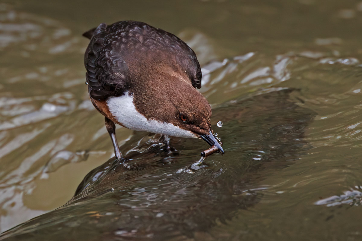White-throated Dipper