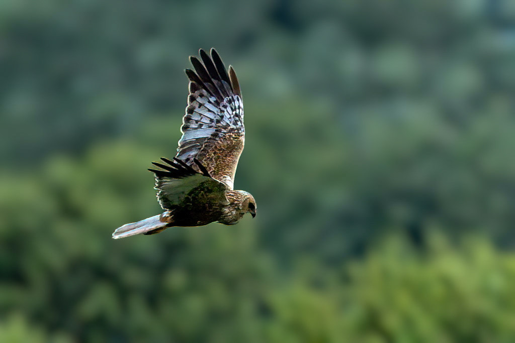 Marsh Harrier