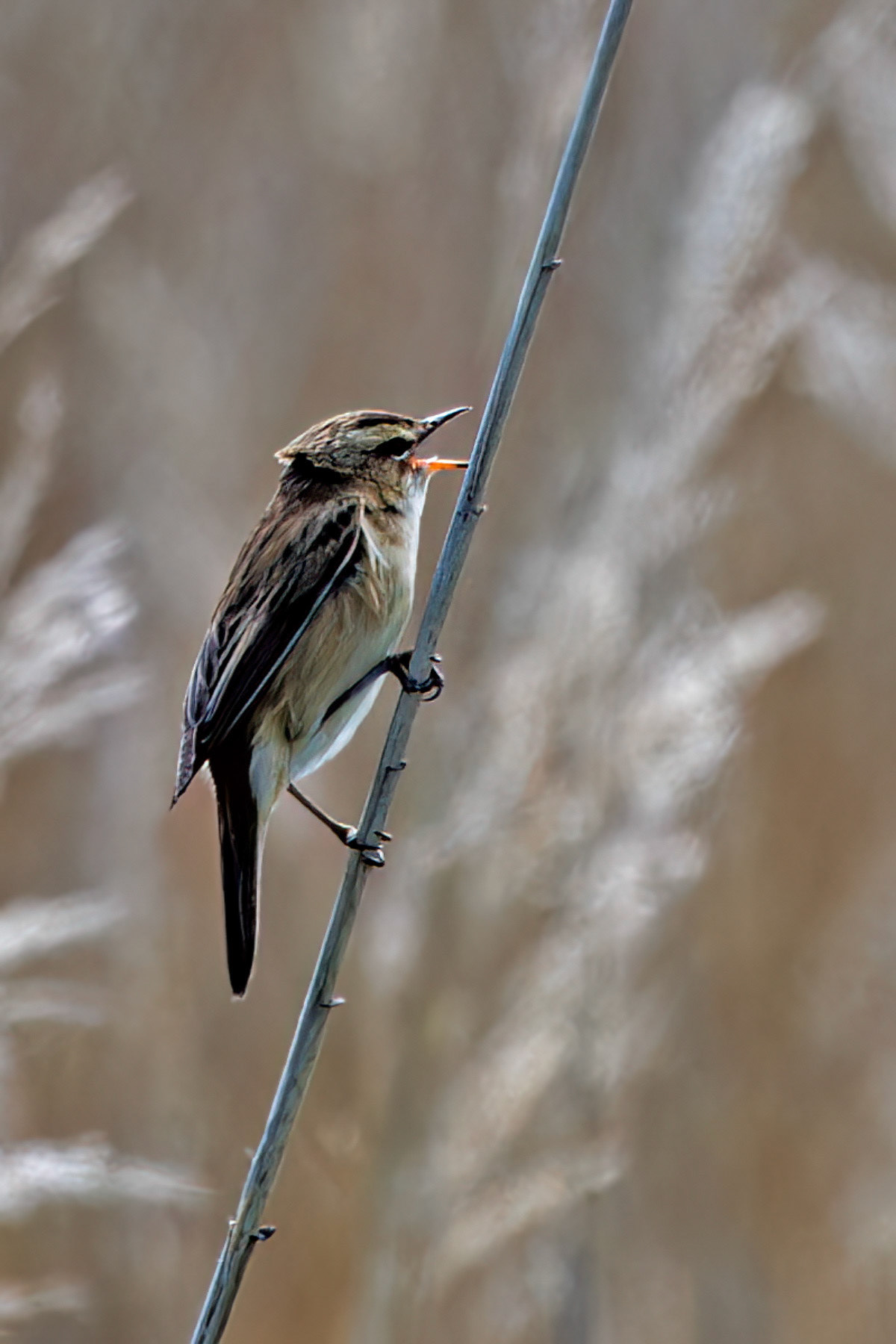 Sedge Warbler
