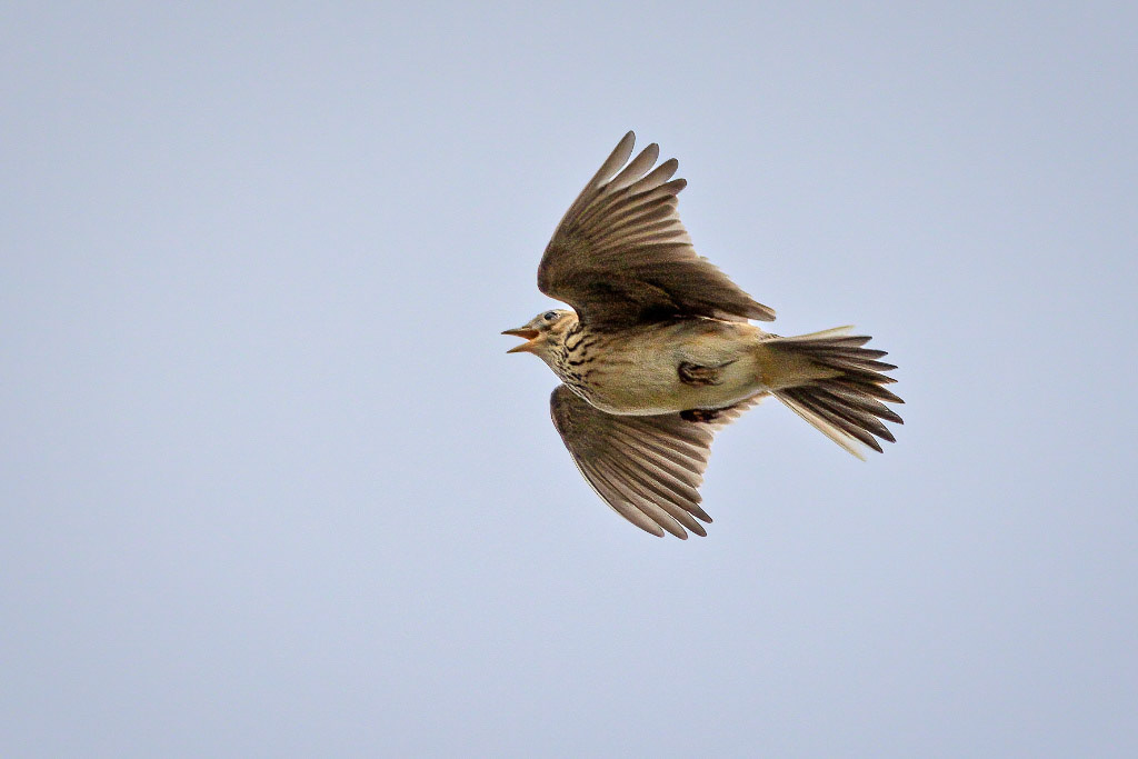 Skylark