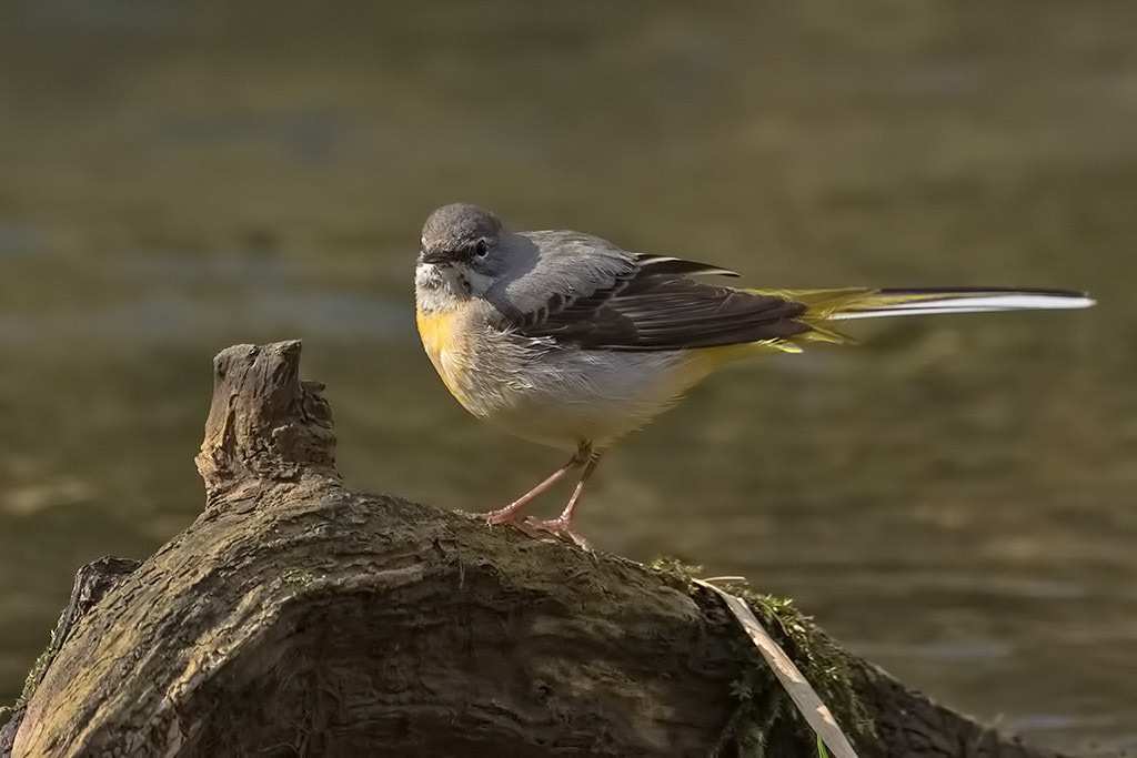 Grey Wagtail