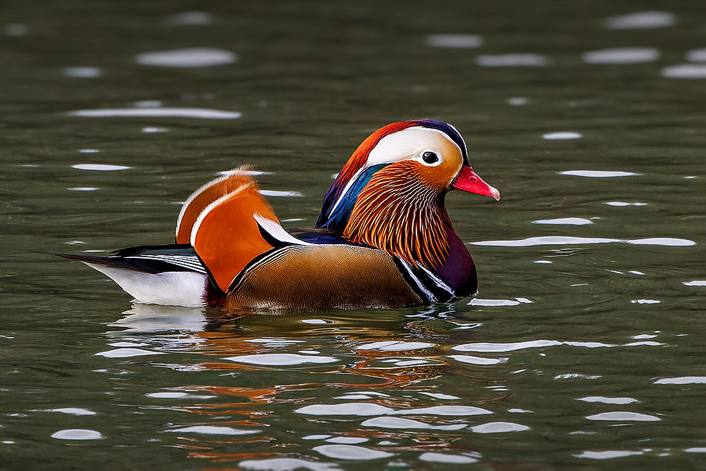 Mandarin Duck
