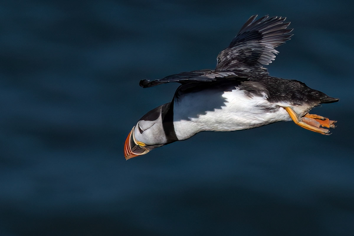 Puffin